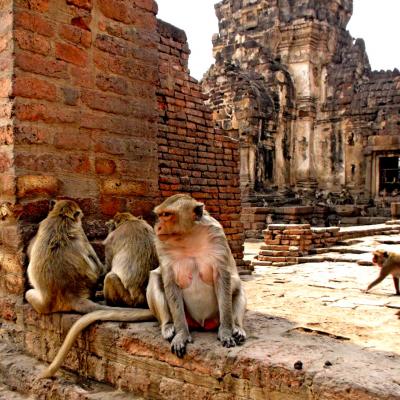 Tempio delle Scimmie di Lopburi